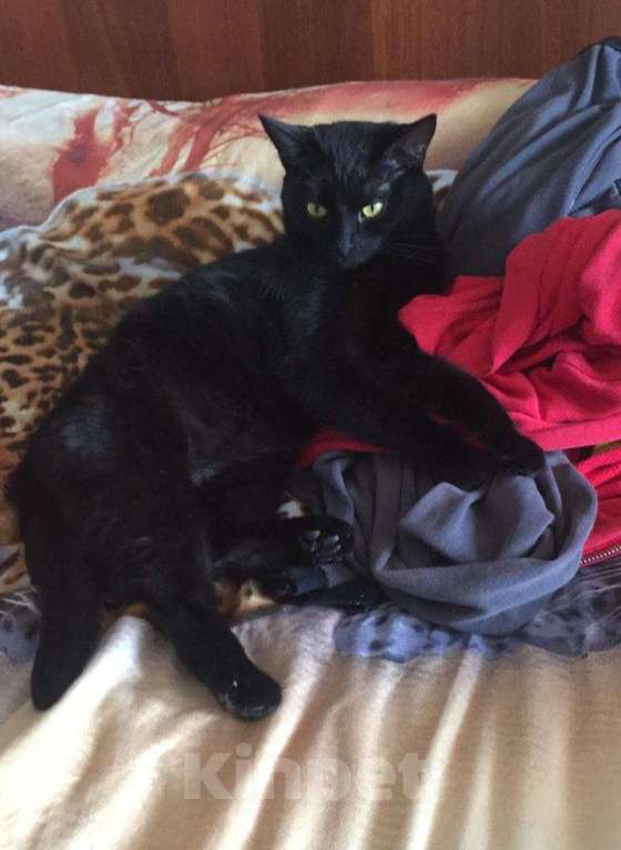 Кошки в Москве: Черная абиссинская красавица Мисти в добрые руки Девочка, Бесплатно - фото 2