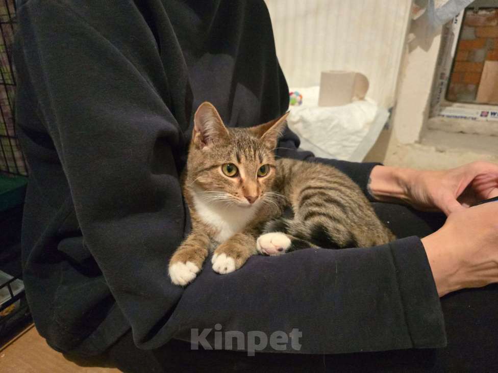 Кошки в Москве: Кнопочка ищет дом! Девочка, Бесплатно - фото 8