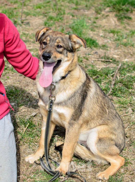 Собаки в других городах Московской области: Пёсик для обнимашек Оззи. Мальчик, Бесплатно - фото 2