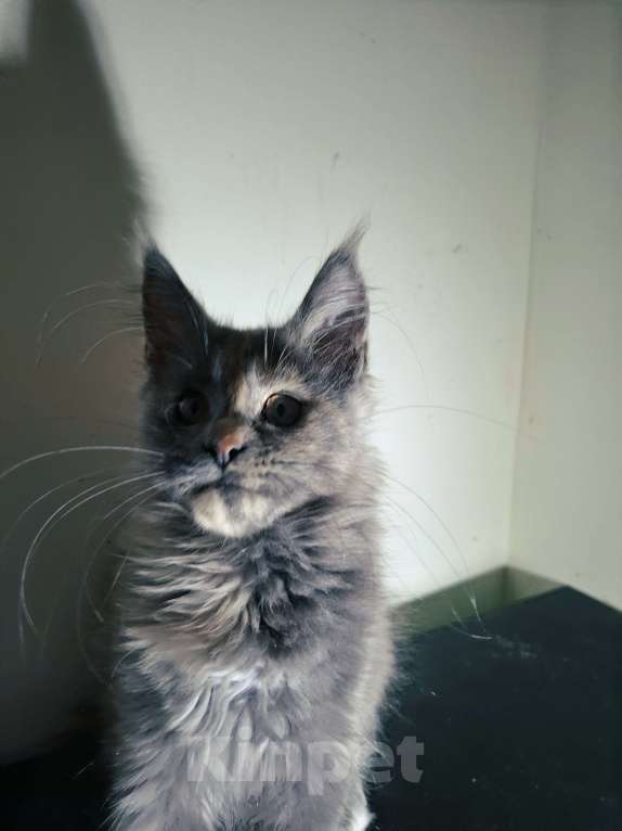 Кошки в Москве: Голубокремовая куночка Девочка, 15 000 руб. - фото 2