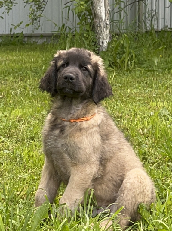 Собаки в Карабаново: Щенок Леонбергер Мальчик, 100 000 руб. - фото 1