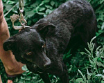 Собаки в Москве: Маленькая собачка Доли, вес 8 кг, ищет дом! Девочка, 1 руб. - фото 7
