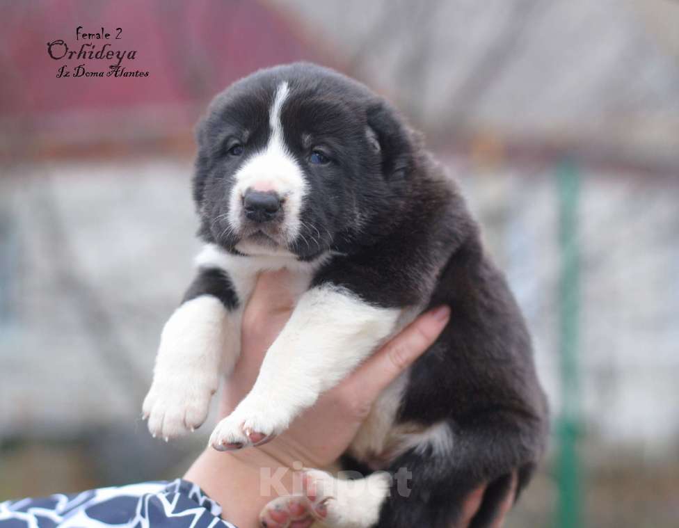 Собаки в Саратове: Чёрная девочка САО Девочка, Бесплатно - фото 2