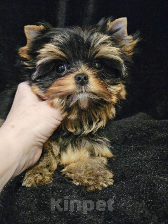 Собаки в Москве: Мини девочка йорка  Девочка, 130 000 руб. - фото 1
