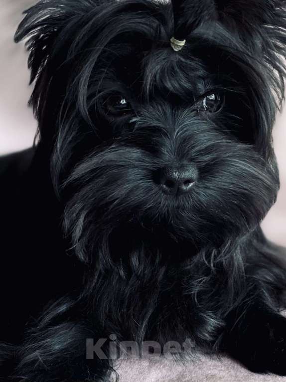 Собаки в Москве: Черный йорк щенки Мальчик, Бесплатно - фото 2