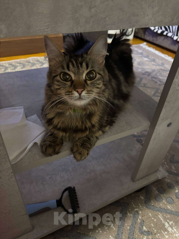 Кошки в других городах Московской области: Маруся ищет любящий дом! Девочка, Бесплатно - фото 1