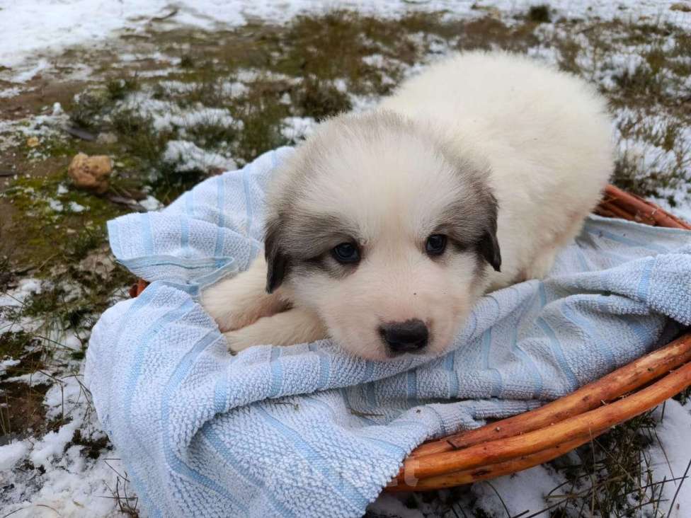Собаки в Калуге: щенки пиренейской горной собаки_мальчик 4 Мальчик, 40 000 руб. - фото 2