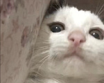 Кошки в Кисловодске: Котёнок в добрые руки Девочка, Бесплатно - фото 2