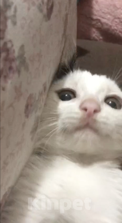 Кошки в Кисловодске: Котёнок в добрые руки Девочка, Бесплатно - фото 2