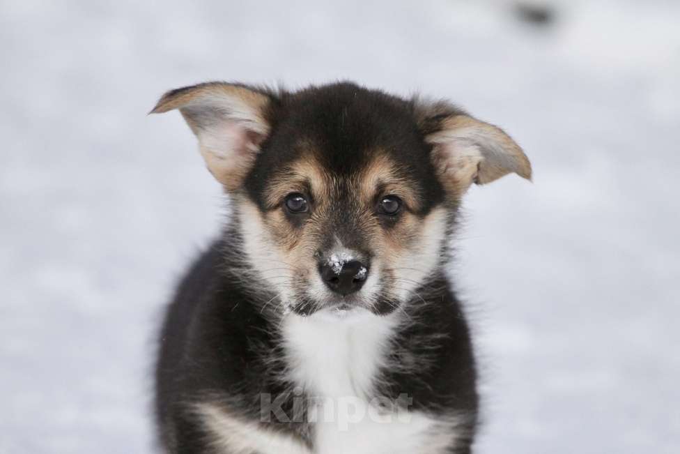 Собаки в Москве: Вельш корги пемброк Мальчик, 45 000 руб. - фото 5