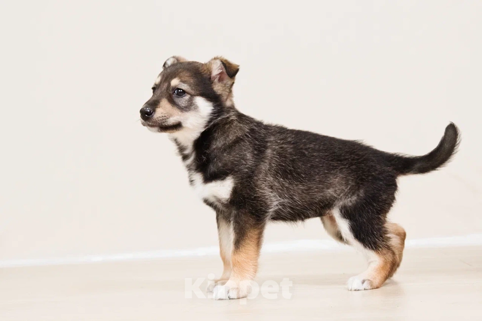 Собаки в Лосином-Петровском: Мокко в добрые руки Мальчик, Бесплатно - фото 7