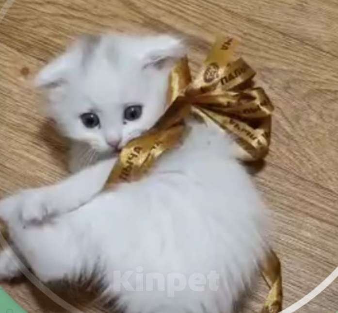 Кошки в Москве: Шотландский вислоухий белый котенок Девочка, 5 000 руб. - фото 3