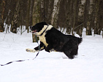 Собаки в Видном: Маклай, 3 года Мальчик, Бесплатно - фото 6