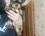 Собаки в Томске: Щенок Йорка в поисках семьи Мальчик, Бесплатно - фото 2