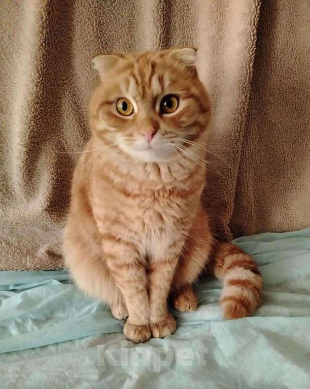 Кошки в Люберцах: Ищет дом чудесный котик Марсель Мальчик, Бесплатно - фото 5