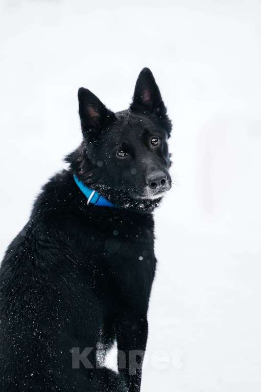 Собаки в Москве: Очень красивый и умный Арчи ищет дом Мальчик, Бесплатно - фото 3