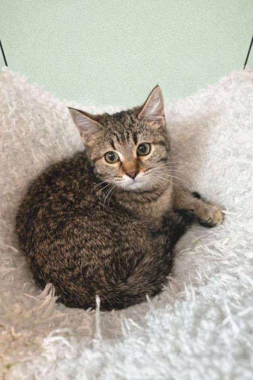 Кошки в Москве: Котята в добрые руки Разнополые, Бесплатно - фото 2