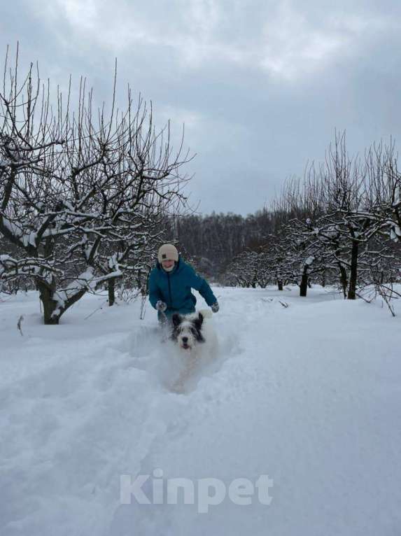 Собаки в Москве: Космо Мальчик, Бесплатно - фото 4