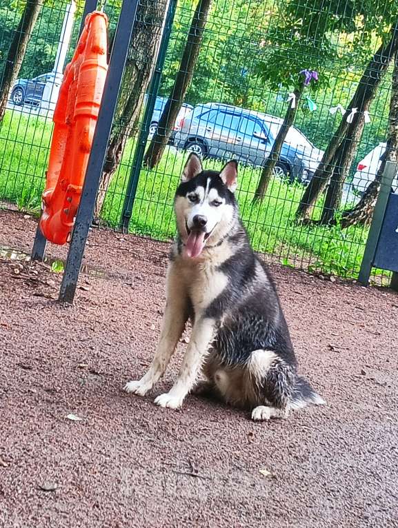 Собаки в Москве: Малыш Сибирский хаски в добрые руки Мальчик, Бесплатно - фото 7