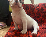 Собаки в Санкт-Петербурге: Булли Девочка, 120 000 руб. - фото 5