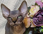 Кошки в Москве: Канадский сфинкс котенок Мальчик, 50 000 руб. - фото 1