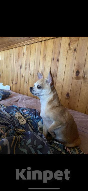 Собаки в Обнинске: Пропала собака, Пчелка, 12 лет. Просьба связаться, если есть информация  Девочка, 20 000 руб. - фото 5