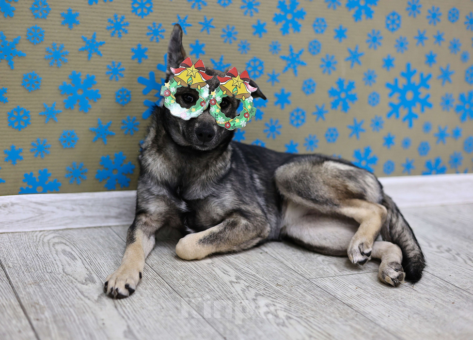 Собаки в Москве: Щенки бесплатно в Москве Девочка, Бесплатно - фото 6