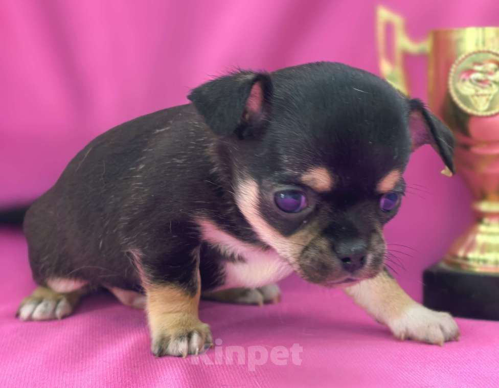 Собаки в Москве: Мальчик чихуахуа Мальчик, 35 000 руб. - фото 7