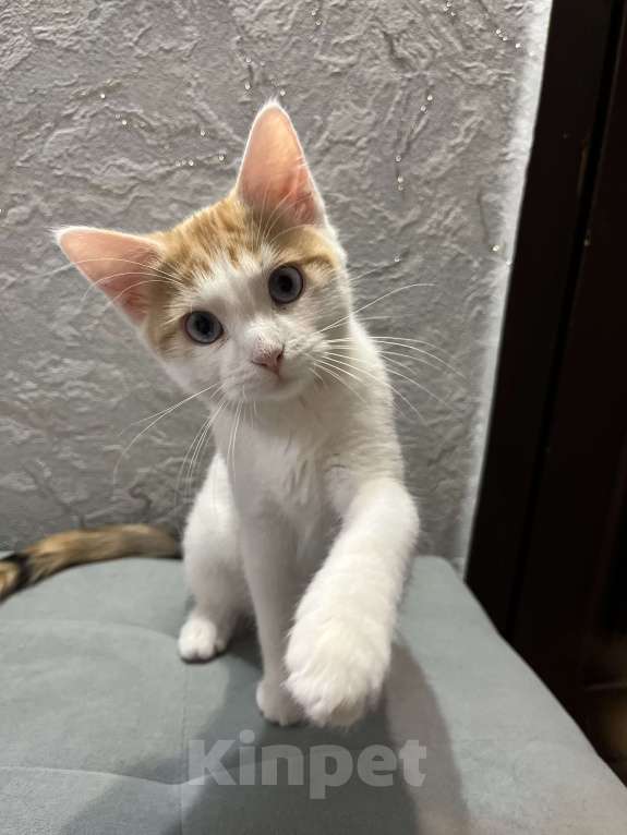 Кошки в Ростове-на-Дону: Манчкин Стандарт  Девочка, 1 000 руб. - фото 3