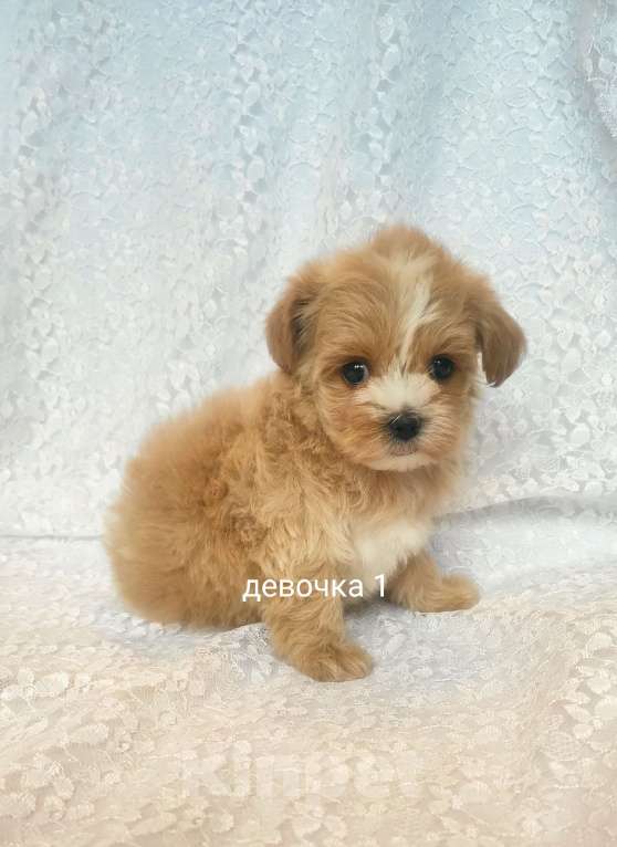 Собаки в Москве: мальтипу девочка F1 Девочка, 100 000 руб. - фото 1