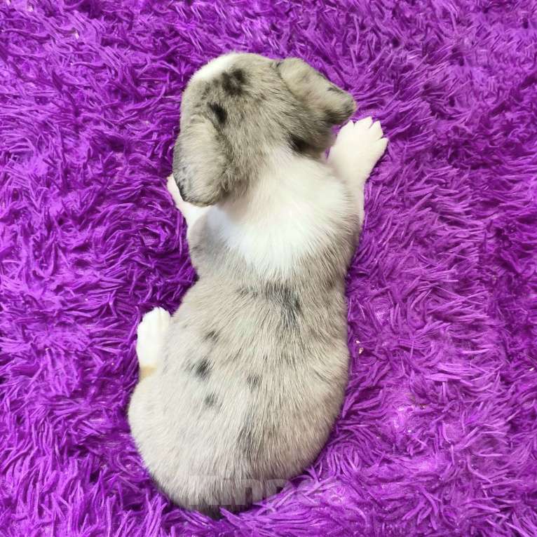 Собаки в Москве: Щенки вельш-корги кардиган Девочка, 30 000 руб. - фото 2