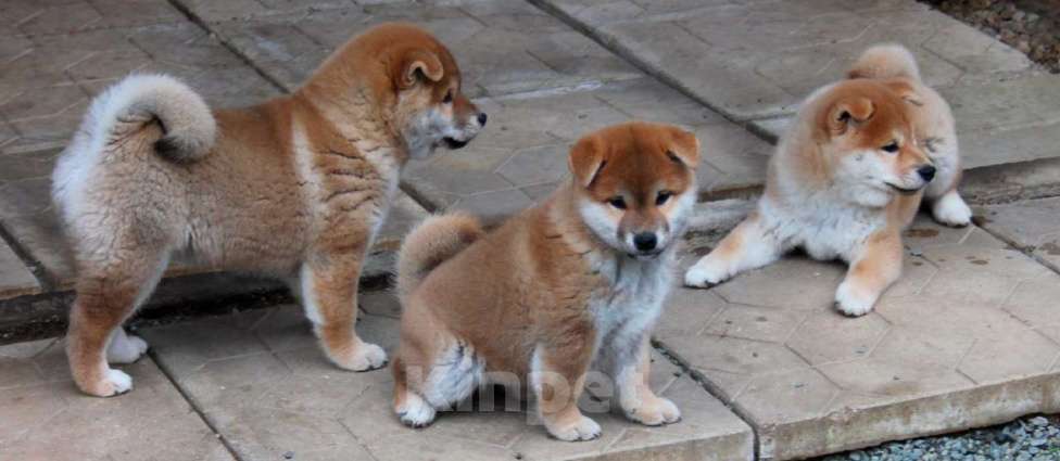 Собаки в Симферополе: Шикарная девочка яркий окрас, очень шерстяной красотка Девочка, 90 000 руб. - фото 2