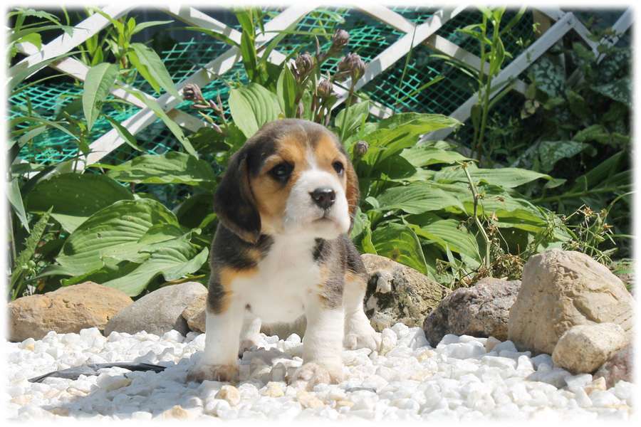 Собаки в Москве: высокопородные щенки бигля Девочка, 70 000 руб. - фото 2
