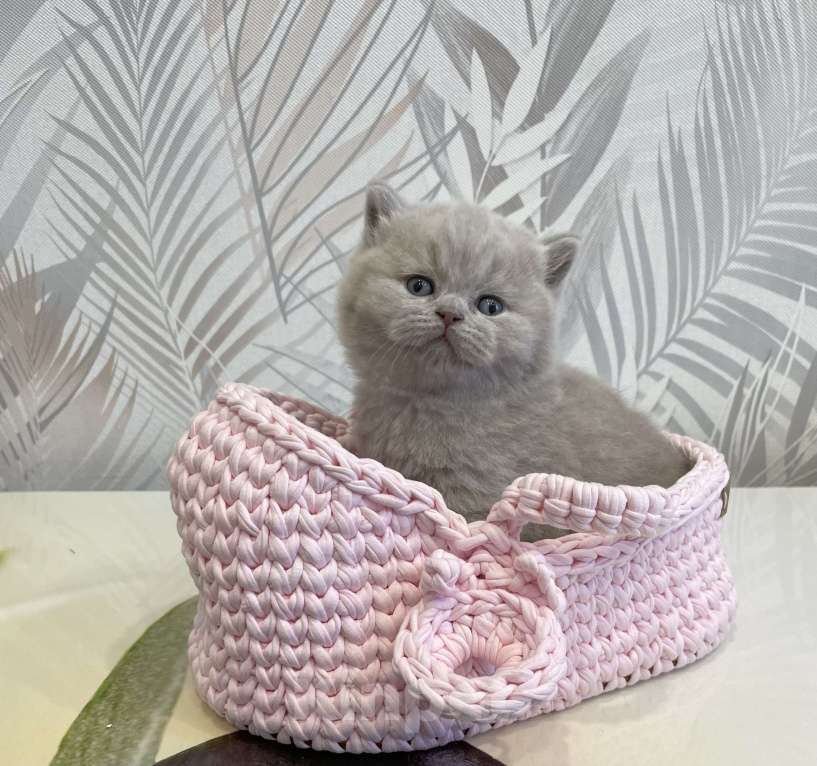 Кошки в Санкт-Петербурге: Британский лиловый мальчик Мальчик, 60 000 руб. - фото 1