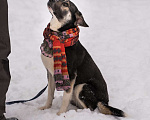 Собаки в Москве: Айрин Девочка, 300 руб. - фото 4