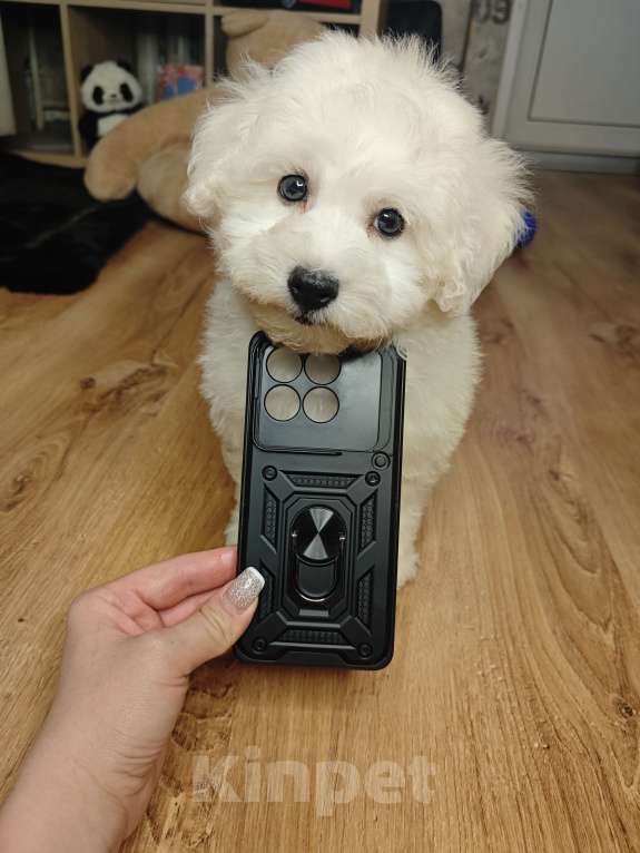 Собаки в Москве: Бишон фризе мини мальчик  Мальчик, 65 000 руб. - фото 1