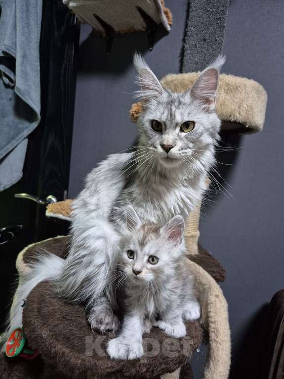 Кошки в Красногорске: Классика и полидакты Девочка, 18 000 руб. - фото 1