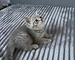 Кошки в Тюмени: шотландская прямоухая кошка Девочка, Бесплатно - фото 1