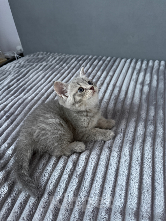 Кошки в Тюмени: шотландская прямоухая кошка Девочка, Бесплатно - фото 1