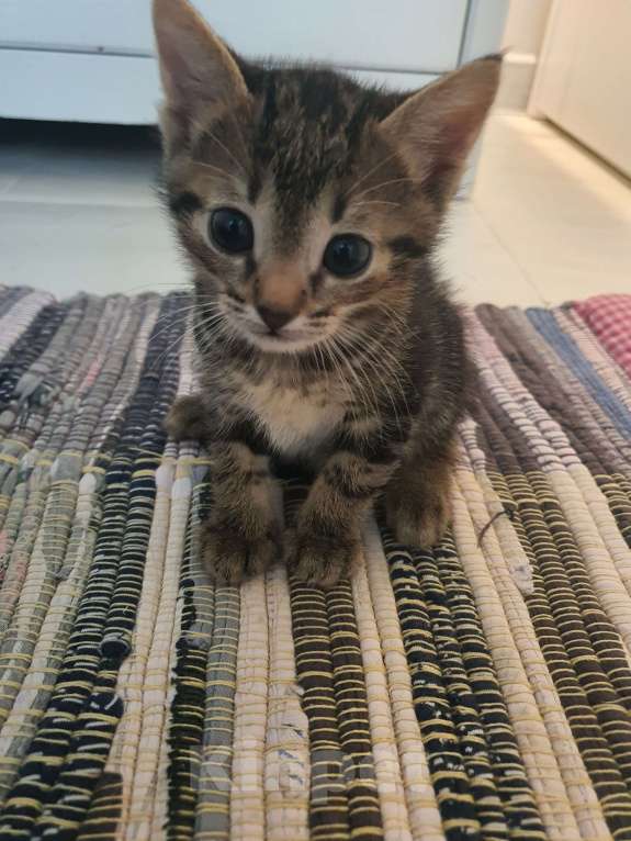 Кошки в других городах Московской области: Клеопатра Девочка, Бесплатно - фото 3