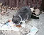 Кошки в Кингисеппе: Котик, Бесплатно - фото 2