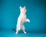 Кошки в Москве: Белоснежный котик по кличке Кефир в дар  Мальчик, Бесплатно - фото 2