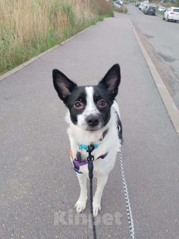 Собаки в Санкт-Петербурге: Маленькая домашняя собачка ищет дом Девочка, Бесплатно - фото 5