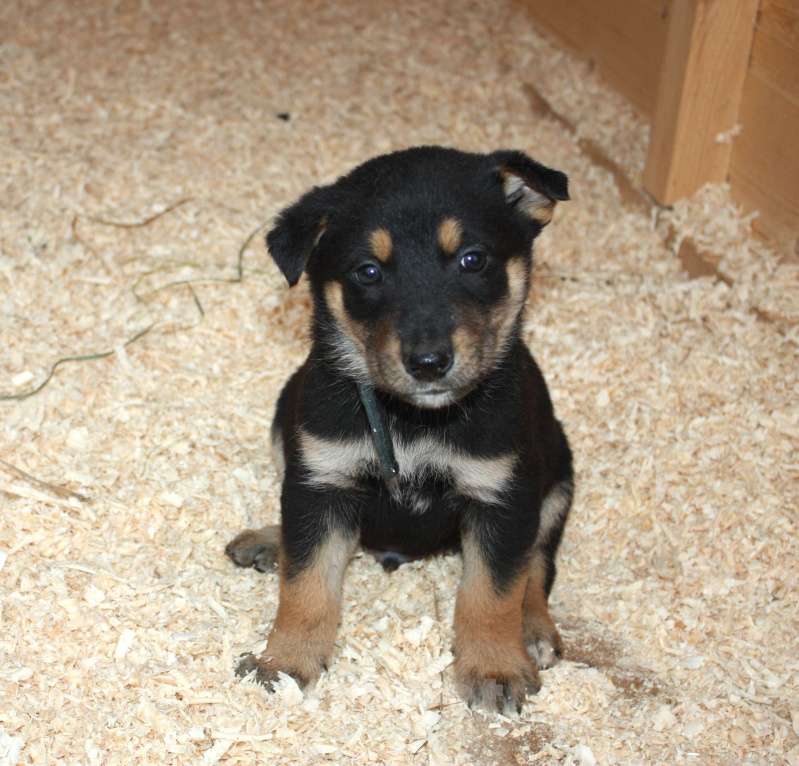 Собаки в Москве: Малыш Гоша ищет свою любимую семью  Мальчик, Бесплатно - фото 7