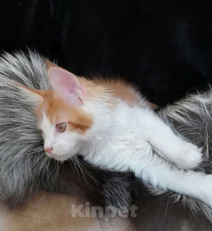 Кошки в Перми: Котенок Мейн-Кун Мальчик, 20 000 руб. - фото 3