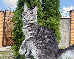 Кошки в Чехове: Мейн-кун котенок Мальчик, 50 000 руб. - фото 3