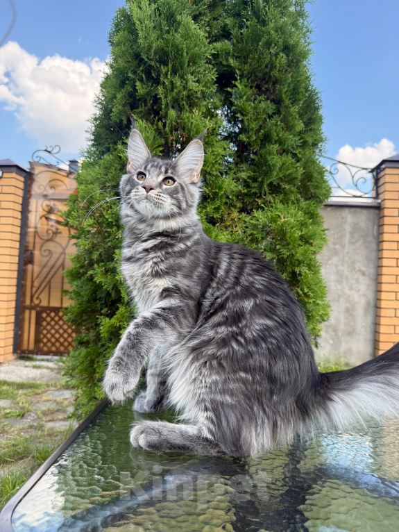 Кошки в Чехове: Мейн-кун котенок Мальчик, 50 000 руб. - фото 3