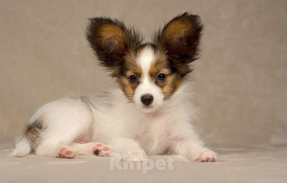 Собаки в Москве: Щенок папийона (папильона) Мальчик, 80 000 руб. - фото 1