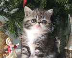 Кошки в Казани: котята - экзоты Мальчик, 30 000 руб. - фото 4