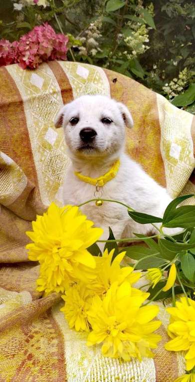 Собаки в Балашихе: щенки от белой овчарки Мальчик, Бесплатно - фото 2